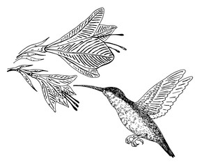 humming-bird bird a flower an illustration a vector on a white background