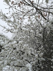 snow on the blooms from wildbush
