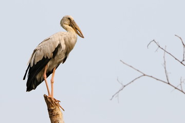 Stork on a white background