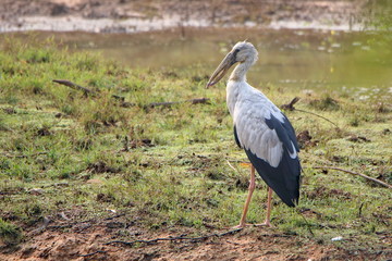 Stork
