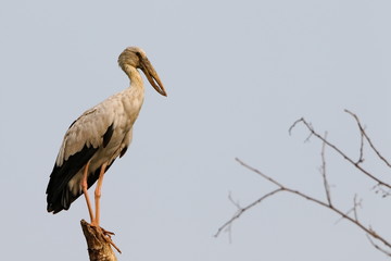 Stork on a white background