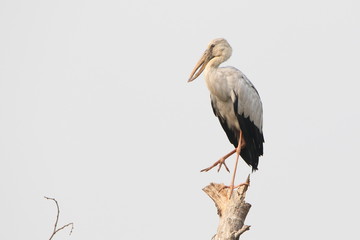 Stork on a white background