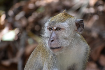 Obraz premium Macaque monkey sitting in the jungle