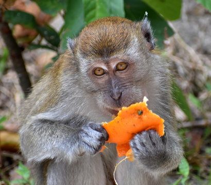 Cute macaque monkey eating an orange in the jungle