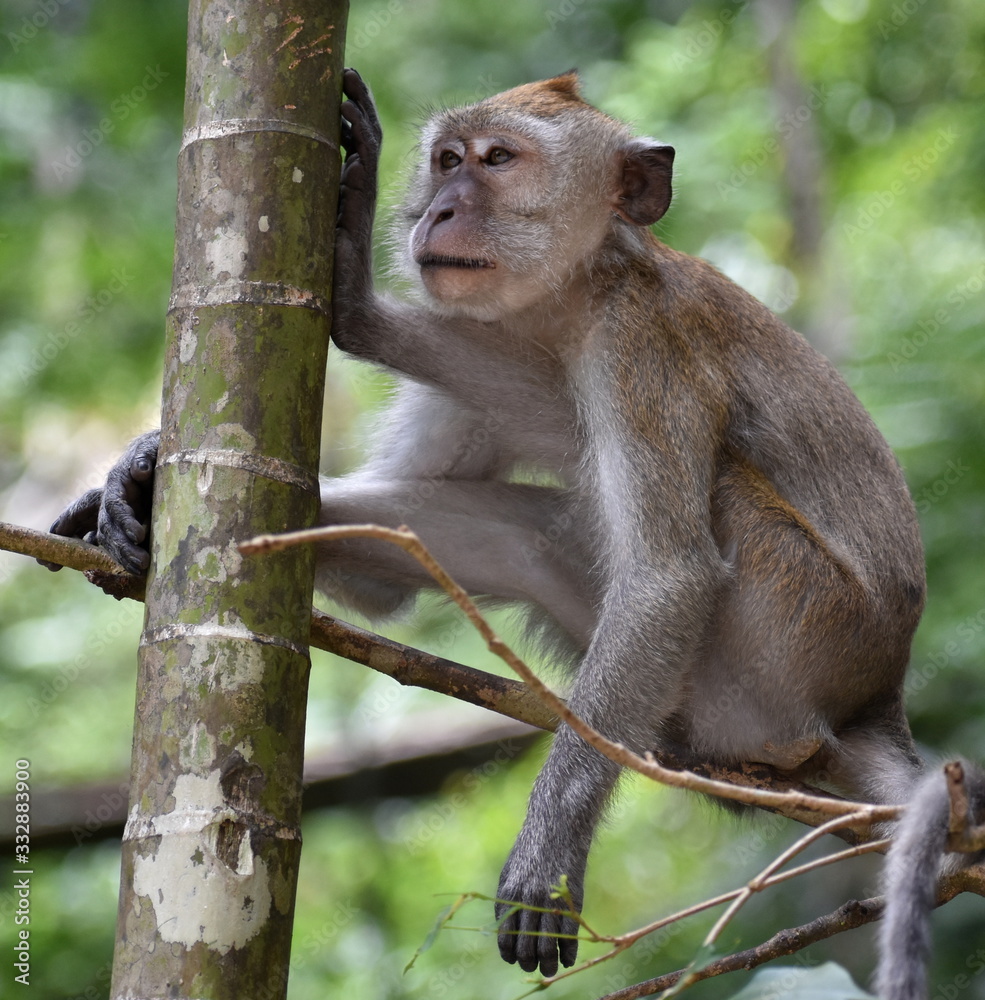 Wall mural macaque monkey relaxing in a tree in the jungle