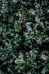 Background with holly plant in green color leaves in the forest with a Christmas style