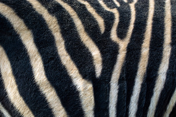 Fototapeta na wymiar striped, black and white zebra skin background