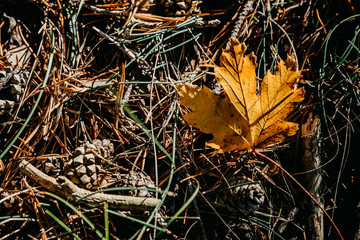 Orange leaf on forest floor with the sun in autumn