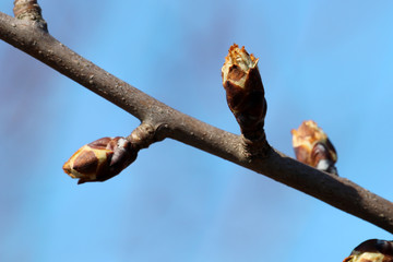 Bud on pear twig tree in spring time. Selective focus.