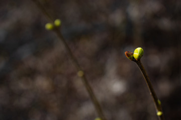 A branch of a bush with swollen buds in the spring before flowering closeup.