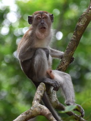 Naklejka na ściany i meble Macaque monkey sitting in a tree in the jungle