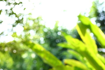 image blur bokeh light of green nature in the park