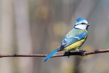 Blue tit