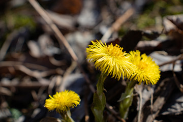 Spring primroses in the forest - bright yellow dandelions close-up