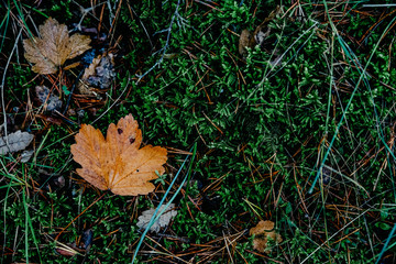 Orange leaf on green forest floor in autumn