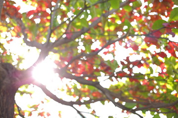 beautiful warm light of sun in autumn morning day, abstract blur bokeh in nature