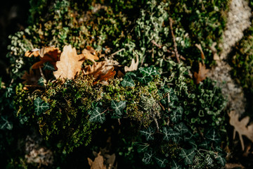 Background with green moss with brown leaves with sunlight and ivy