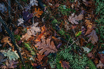 Background with green musk and orange and brown wet leaves in the forest in autumn