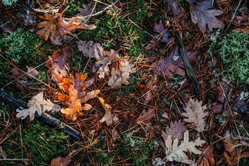 Background with green musk and orange and brown wet leaves in the forest in autumn