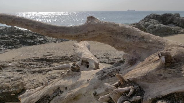 A log of the tree on the sandy shore of the Pacific Ocean in Japan