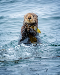 Close up of a sea otter in the ocean in Tofino, Vancouver island, British Columbia, Canada