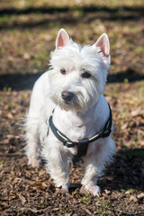 Beautiful West Highland White Terrier dog portrait