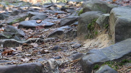 stream in forest