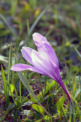 crocus in spring