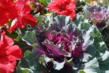 flowers in the garden