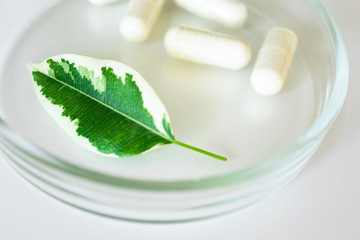 Close-up plant leaf with selective focus and dietary supplement in capsules in glass petri dish on background. Concept natural alternative medicine