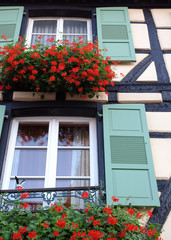 window with flowers
