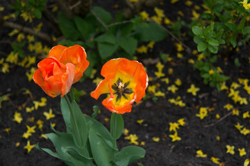 Fototapeta premium orangefarbene Tulpe