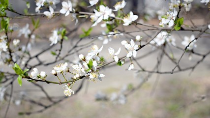 Blossoming cherry tree