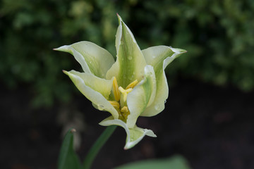 Obraz premium weiß grüne Tulpe