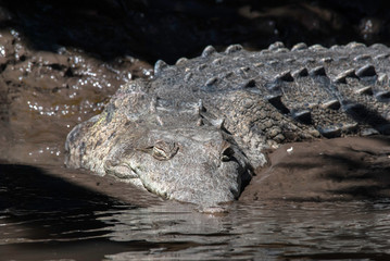 An American crocodile waits in the mud on a riverbank.