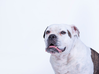 Head shot of a large and beautiful English bulldog breed dog looking straight forward into the camera, copy-space