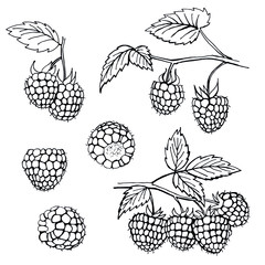 Hand drawn raspberry isolated on white background. Vector illustration. Template for greeting card, postcard, packaging, banners, print.