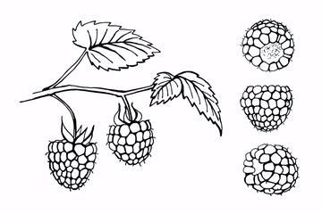 Hand drawn raspberry isolated on white background. Vector illustration. Template for greeting card, postcard, packaging, banners, print.