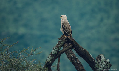 African Bird on branch 