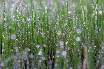 green, young grass with dew drops and sun glare