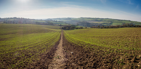 Fototapeta na wymiar Somerset fields in late spring afternoon