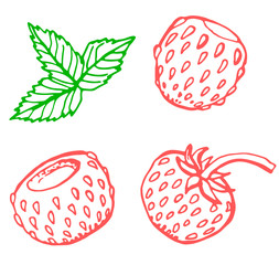  Strawberry. Vector illustration of berries and leaves isolated on white background. Template for greeting card, postcard, packaging, menu, banners, print.