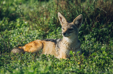 Jackal on grass