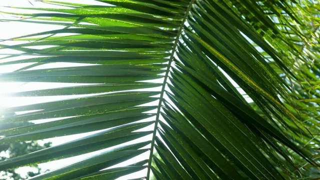 Sunlight passing through green leaves of a palm tree against the blue sky in Botanical Garden in Madrid. Spain. 4K
