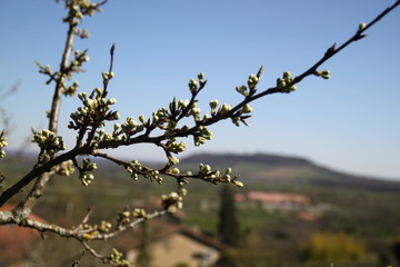 Mirabelle plums fruit tree spring buds