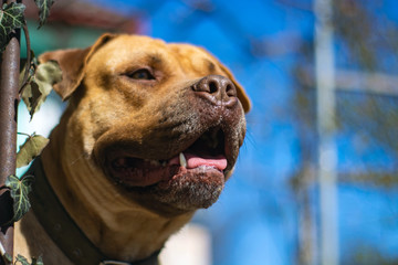 big dog basking in the sun in early spring