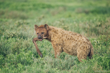 Hyaena with wildebeest leg