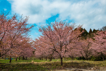 長湯温泉の大漁桜