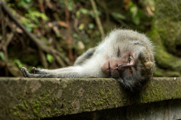 Monkey in monkey forest, Ubud
