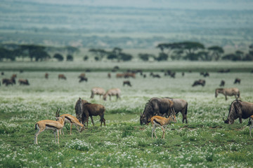 Wild animals in the plains of Serengeti